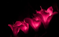 Lily pink fairy lights_sml.jpg